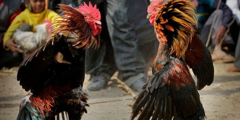 Đá Gà 789F - Sân Chơi Chọi Kê Trực Tuyến Đẳng Cấp Năm 2026