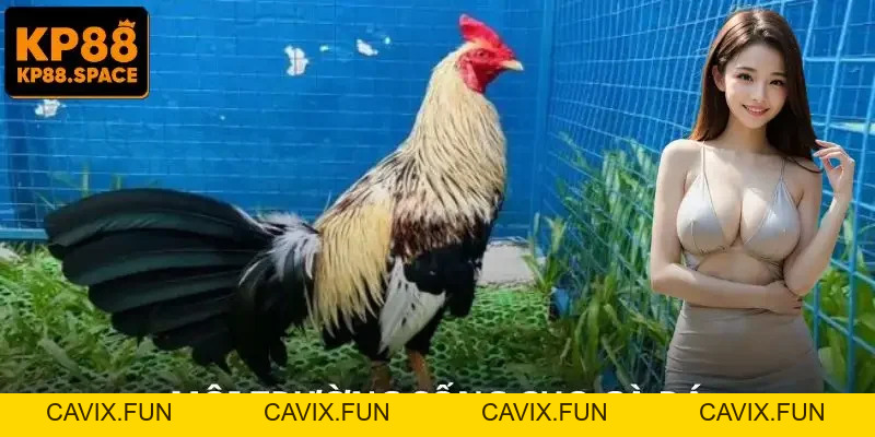Cách Nuôi Gà Đá - Bí Quyết Chọn Cửa Để Chiến Thắng